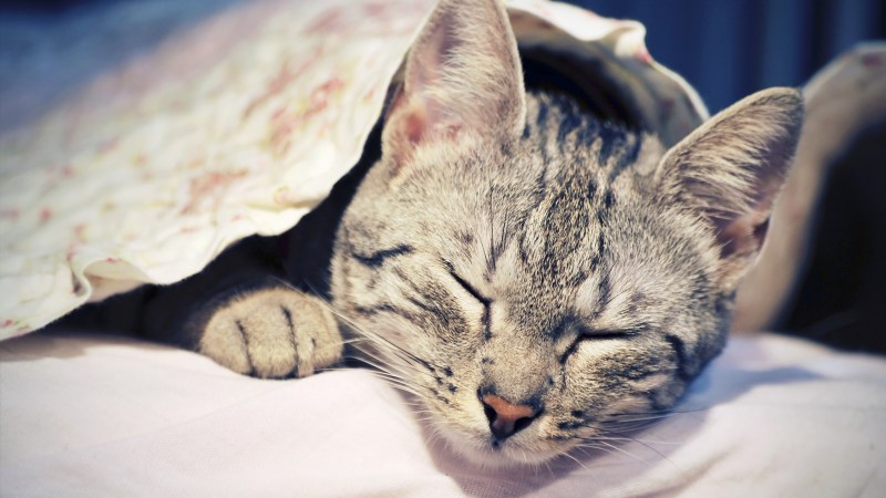 Спящие котики
