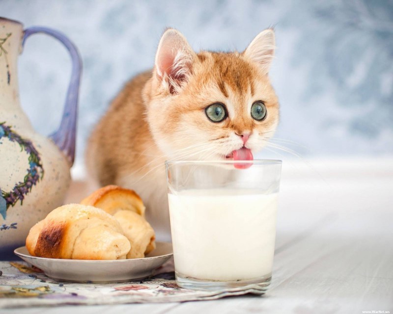 Котенок пьет молоко