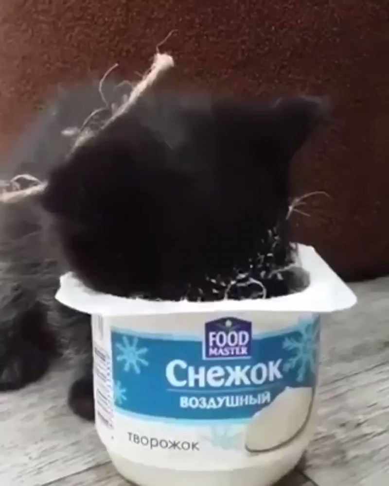 Коты любят оливки