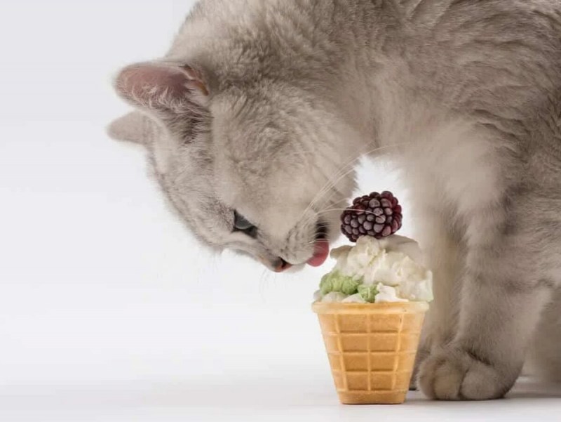 Котенок пьет молоко