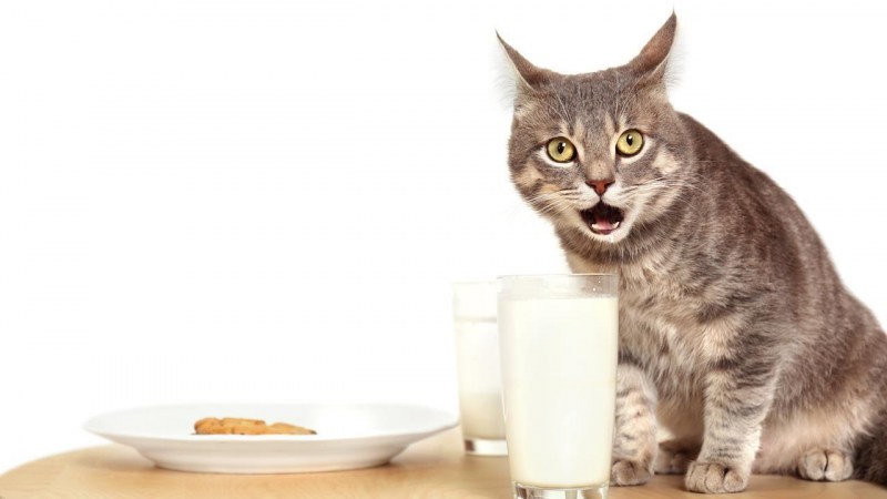 Молочка кота