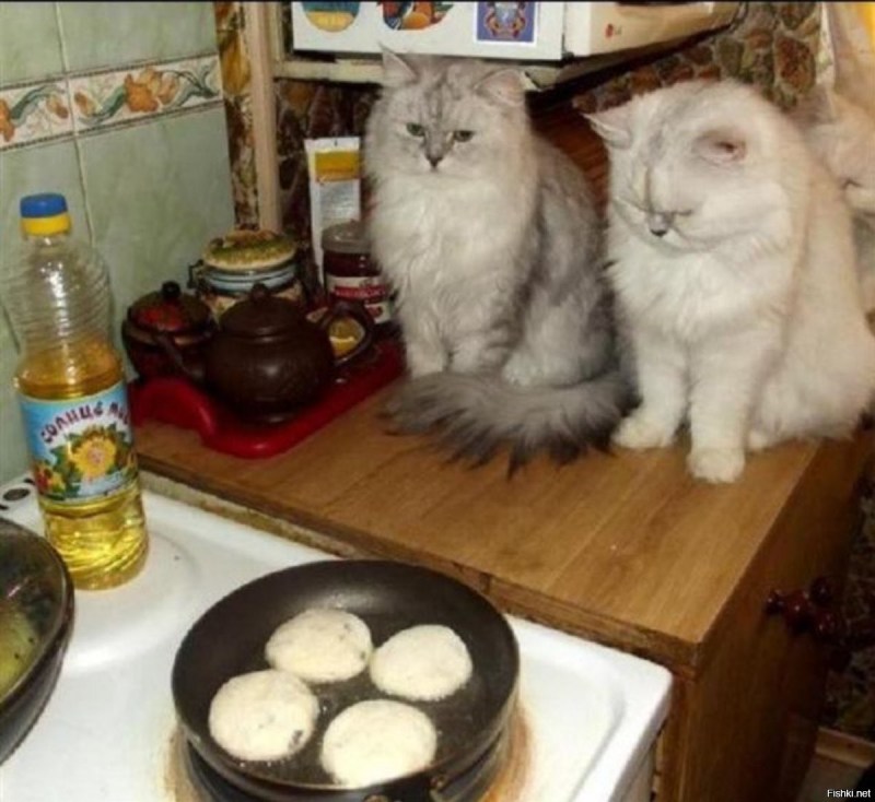 Котик ест