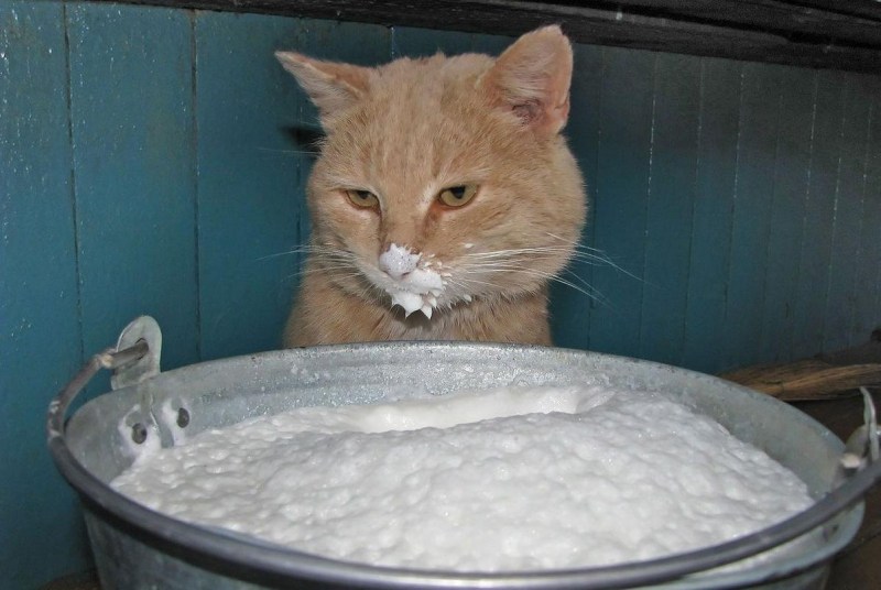 Котенок в каше