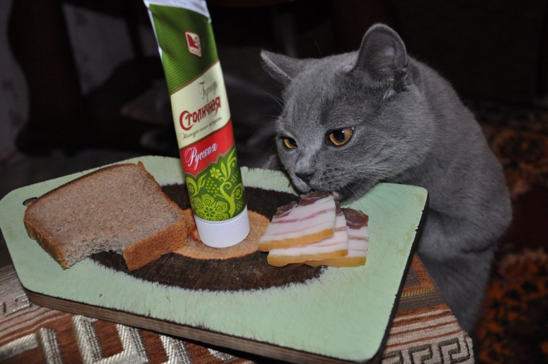 Кот и хлеб с маслом