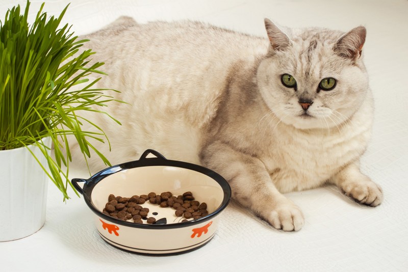 Кошка привереда