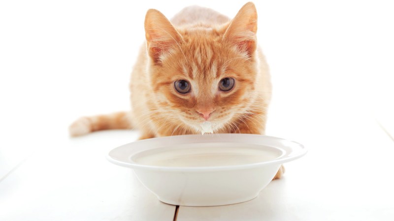 Кошка пьет молоко