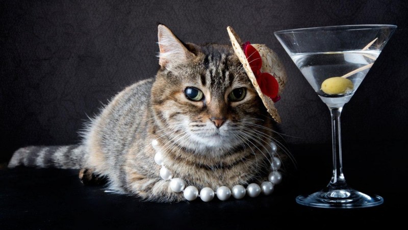 Котенок пьет молоко