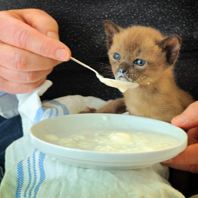 Кошка пьёт молоко из миски