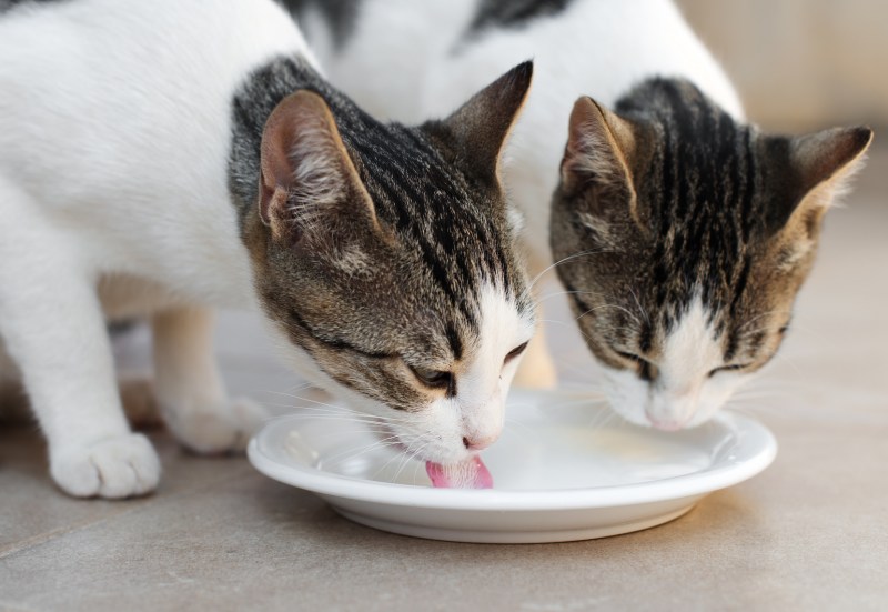 Котенок пьет из миски