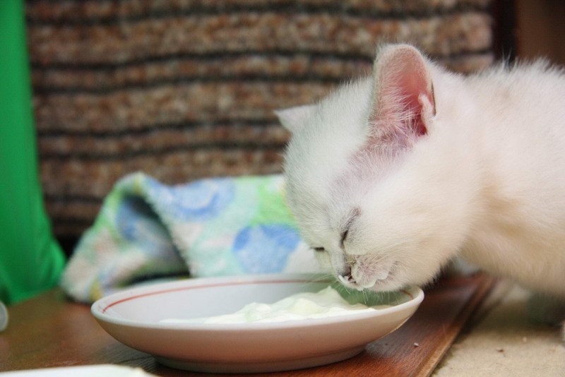 Котенок кушает