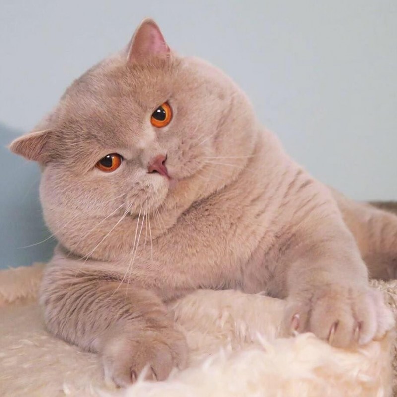Шотландский скоттиш страйт персиковый
