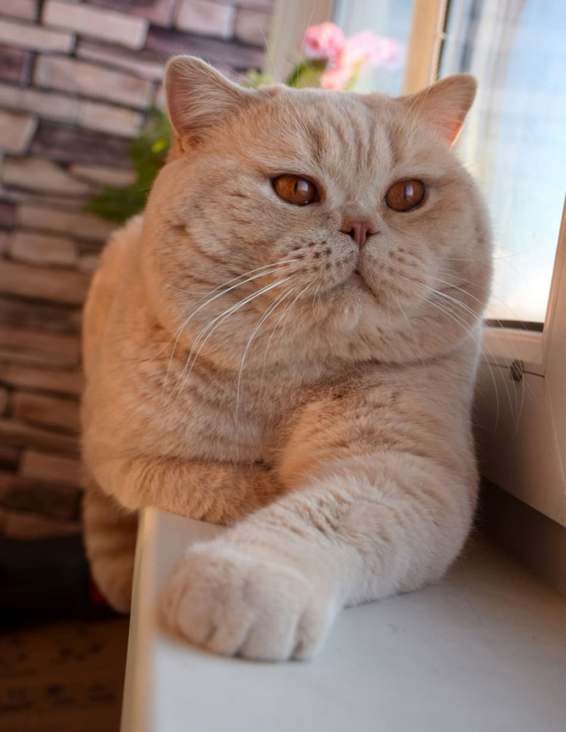 Персиковый британец кот