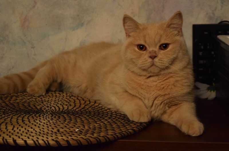 Шотландский прямоухий кот палевый
