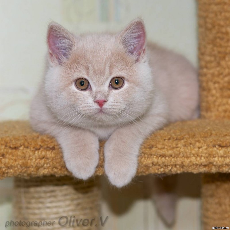 Персиковый британец котенок
