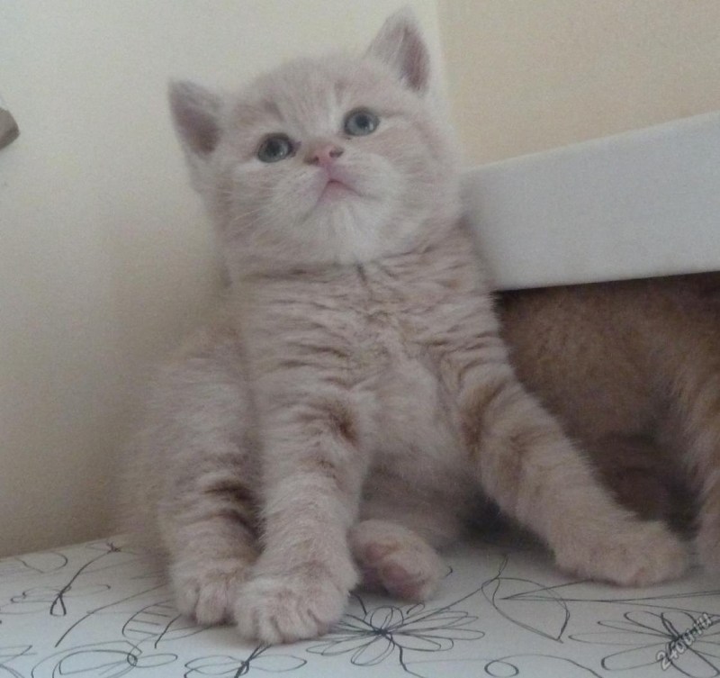 Персиковые британские котята