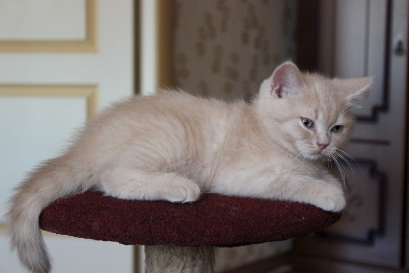 Персиковый британец котенок