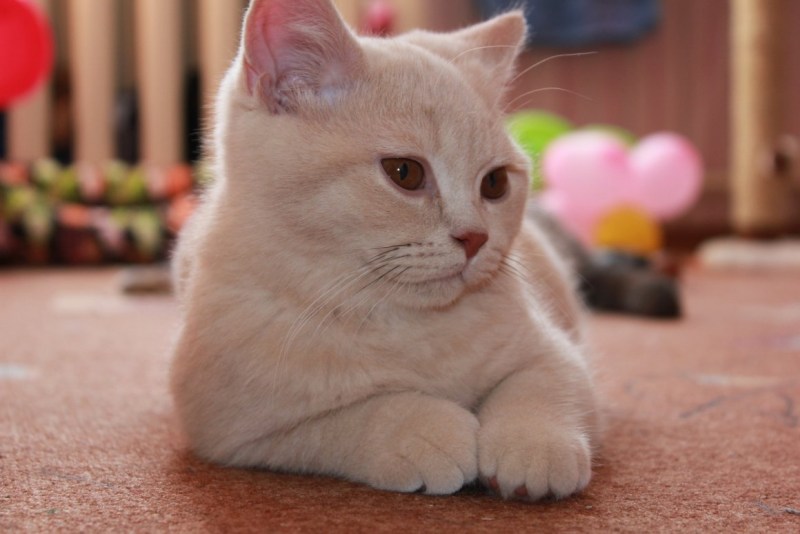 Персиковый британец котенок