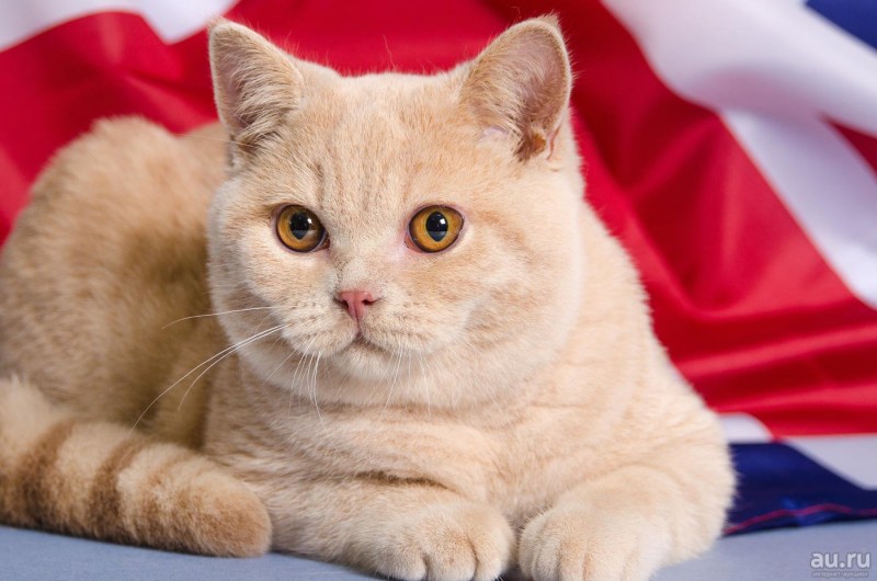 Шотландский скоттиш страйт персиковый