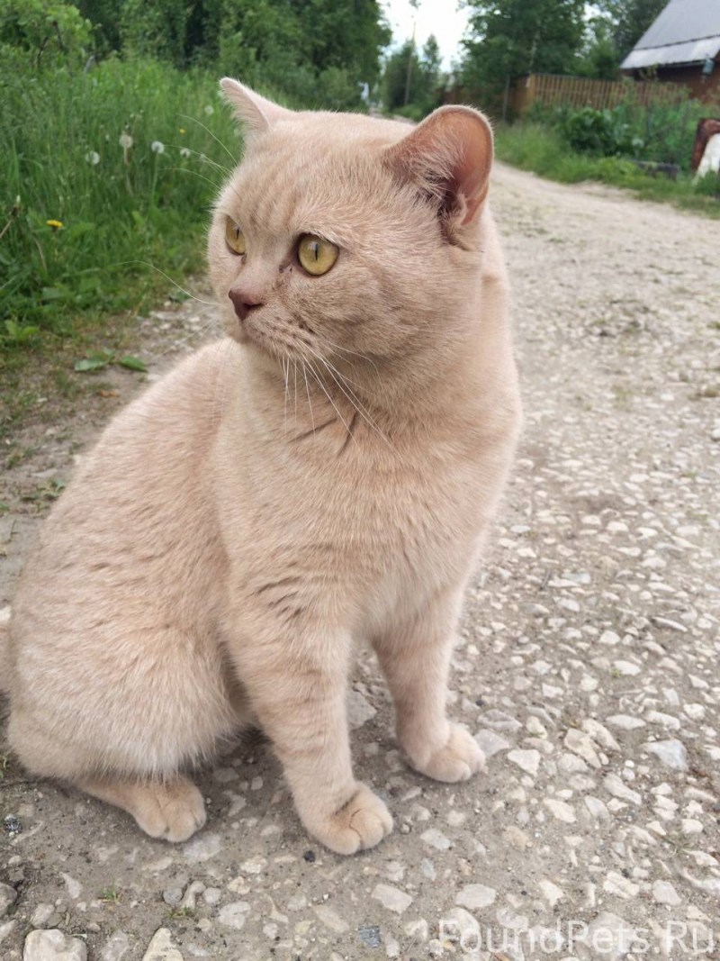 Кот британский гладкошерстный палевый