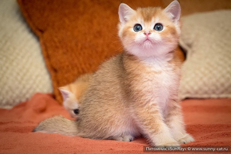 Персиковый британец котенок