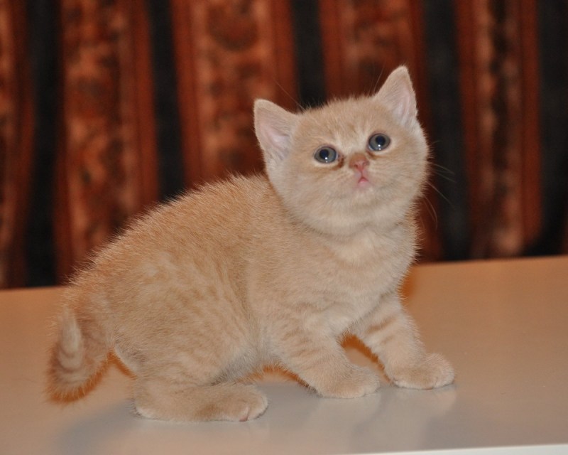 Кремовый британец котенок