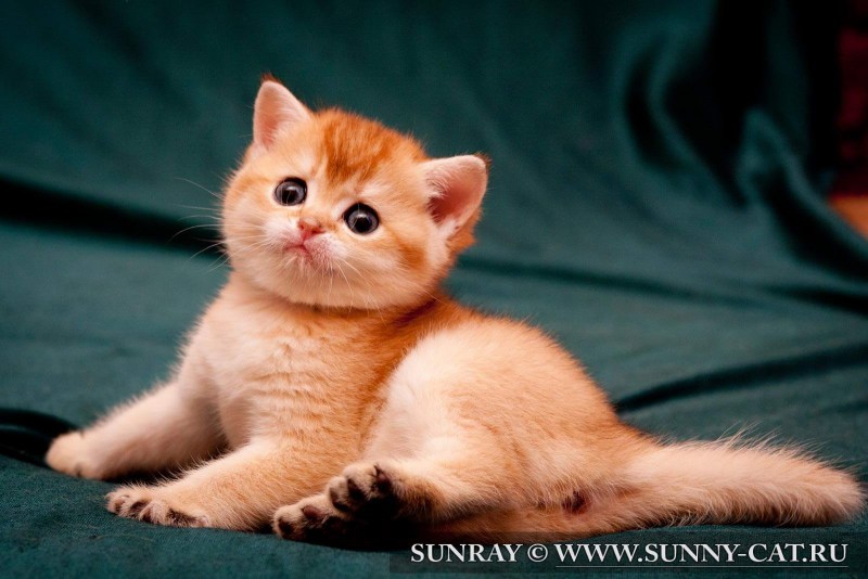Британская короткошёрстная кошка рыжая котята
