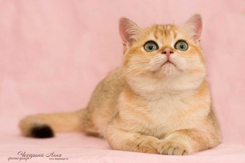 Экзот Золотая шиншилла
