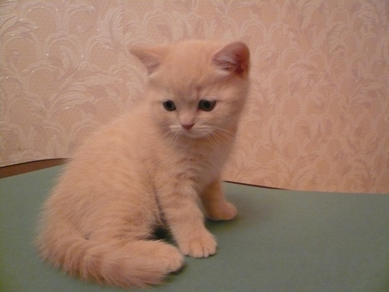 Британский кот прямоухий персиковый