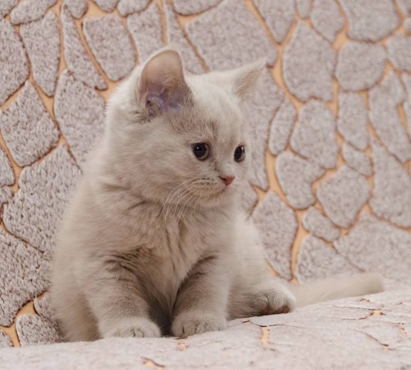 Котята Шотландские окрас фавн
