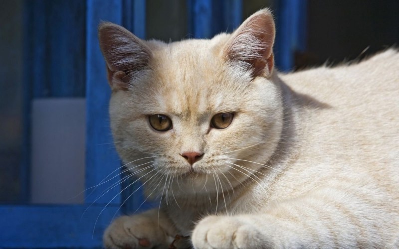 Британский короткошерстный кот персикового окраса