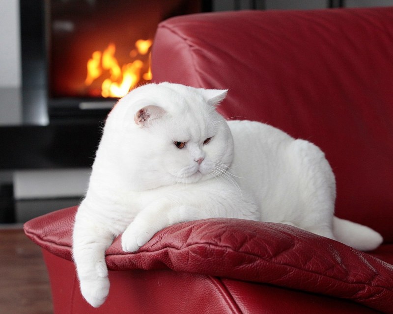 Котята британцы белые