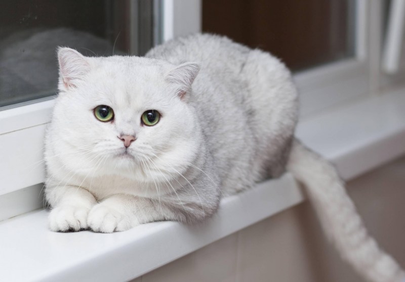 Шотландская короткошерстная шиншилла