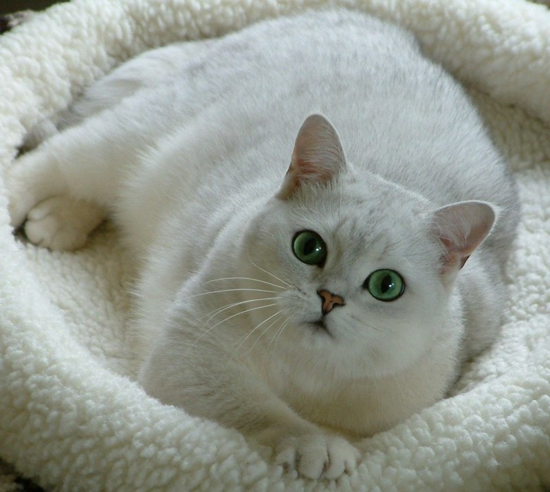 Британская шиншилла