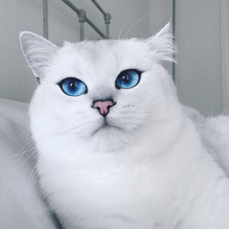 Британская короткошёрстная кошка шиншилла