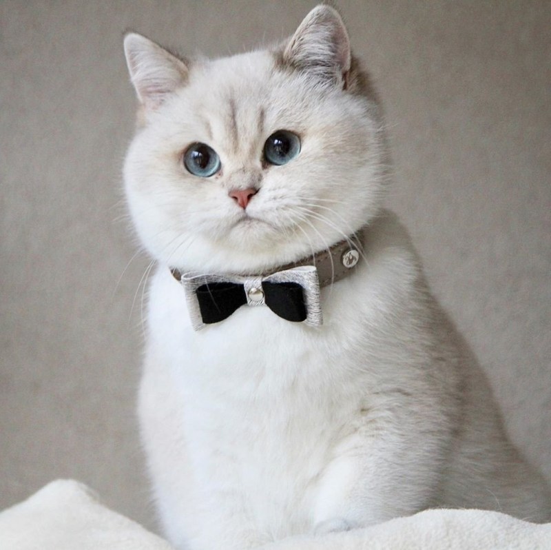 Манчкин скоттиш страйт