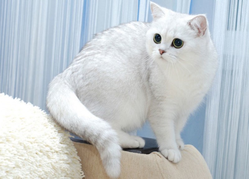 Британская кошка белая