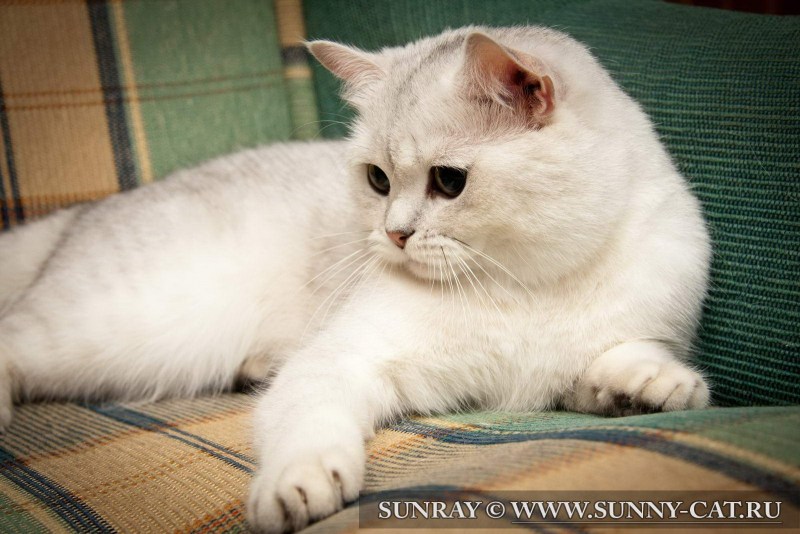 Белый котенок короткошерстный британец