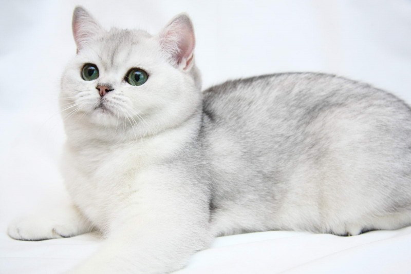 Британский прямоухий кот белый