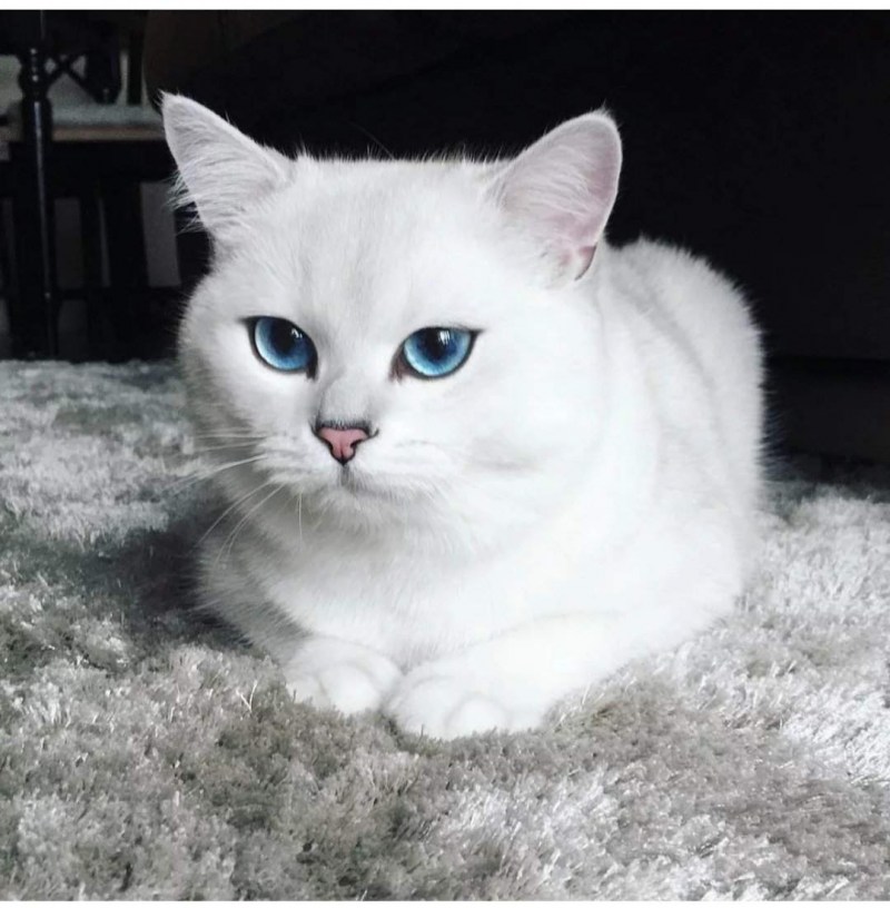Белая Британская шиншилла Коби