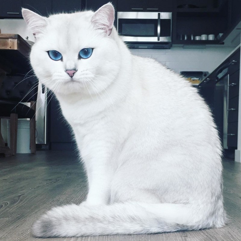 Британская кошка белая