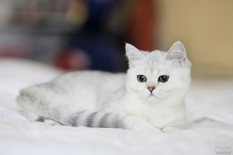 Британская шиншилла Пойнт кошка