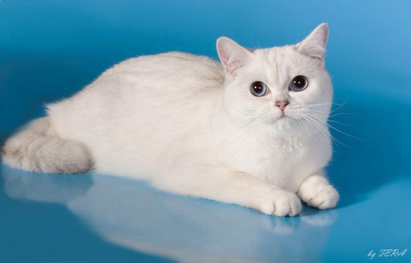 Котенок британец белый гладкошерстный