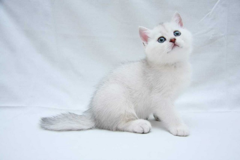 Британский короткошерстный кот белый