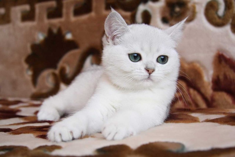 Котята британцы белые