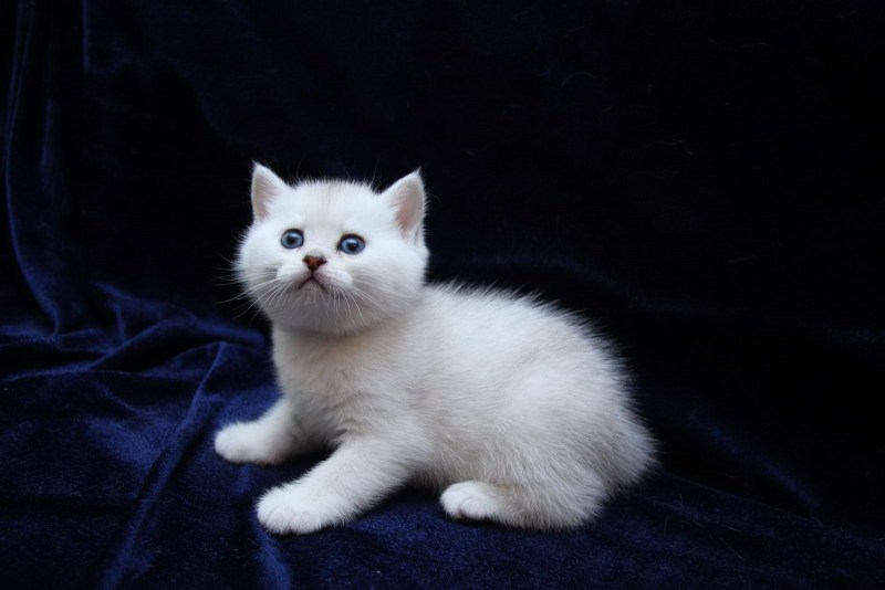 Кошка Британская шиншилла белая