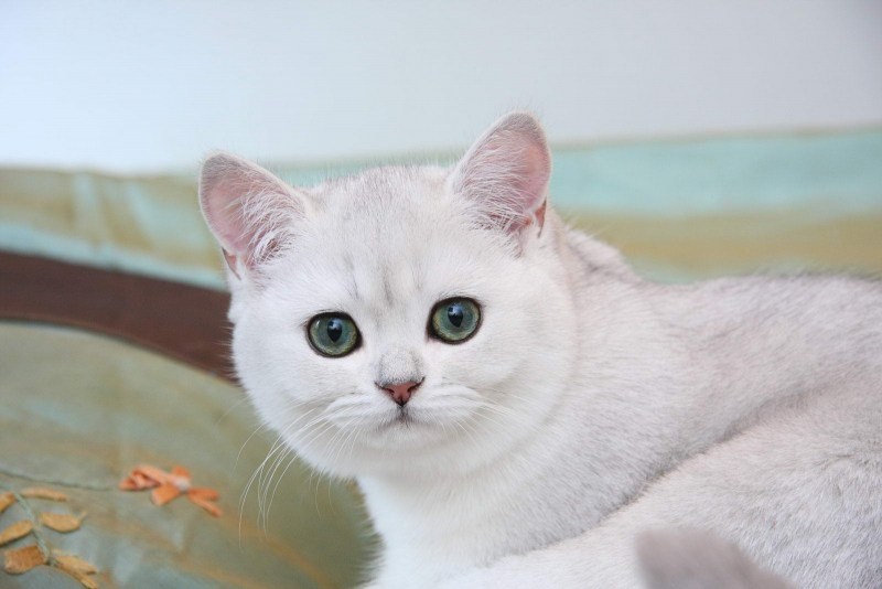 Британская шиншилла