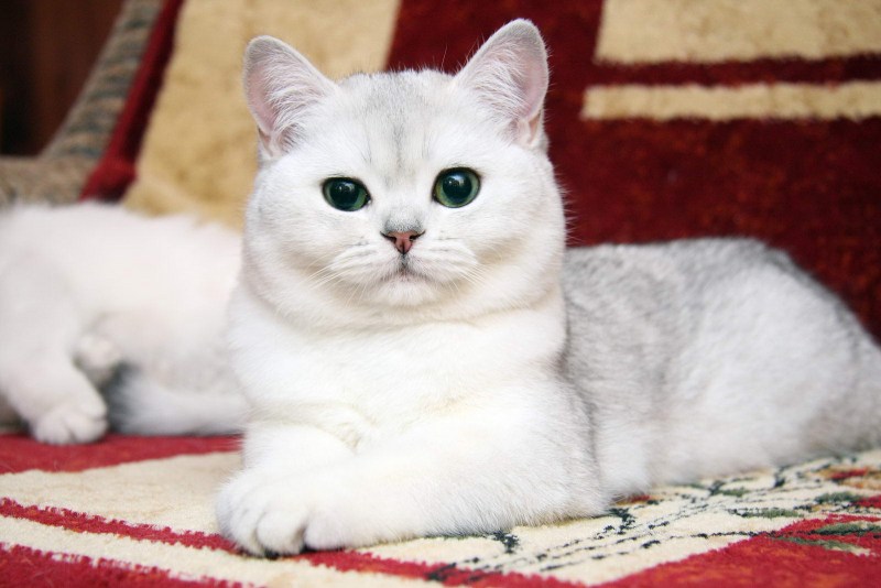 Шиншилла колор Пойнт Синеглазый