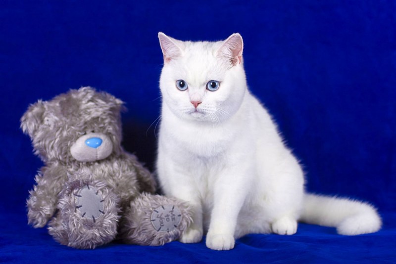 Британец кот белый котенок