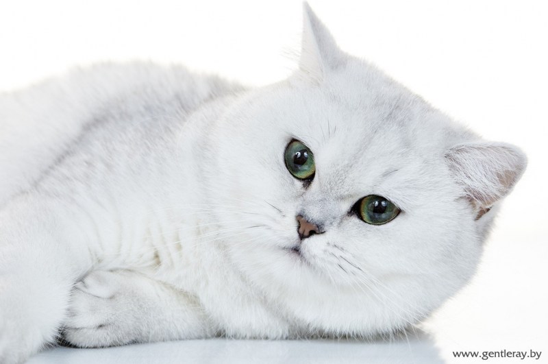 Кот британец белый