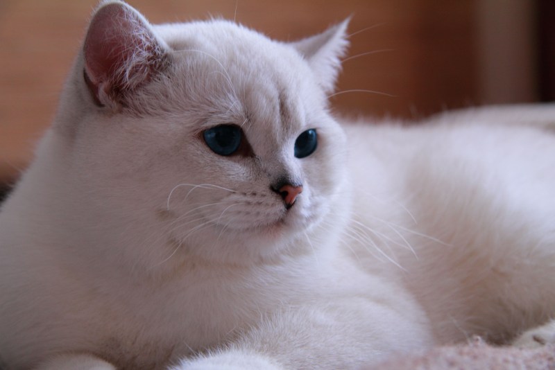 Британская короткошёрстная кошка шиншилла